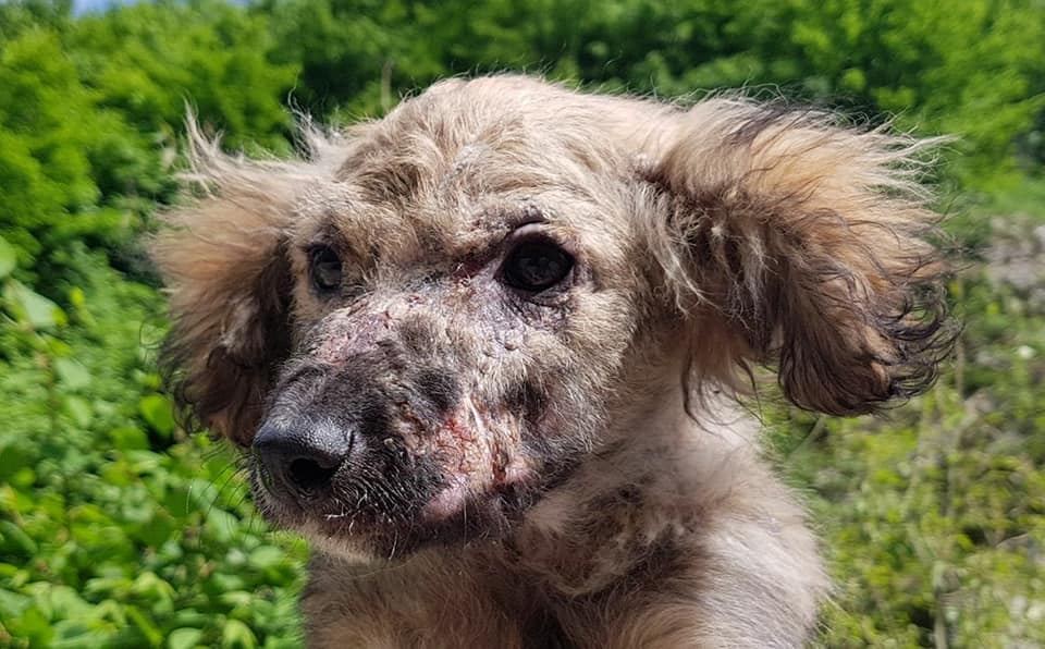 close-up photo of abandoned dog