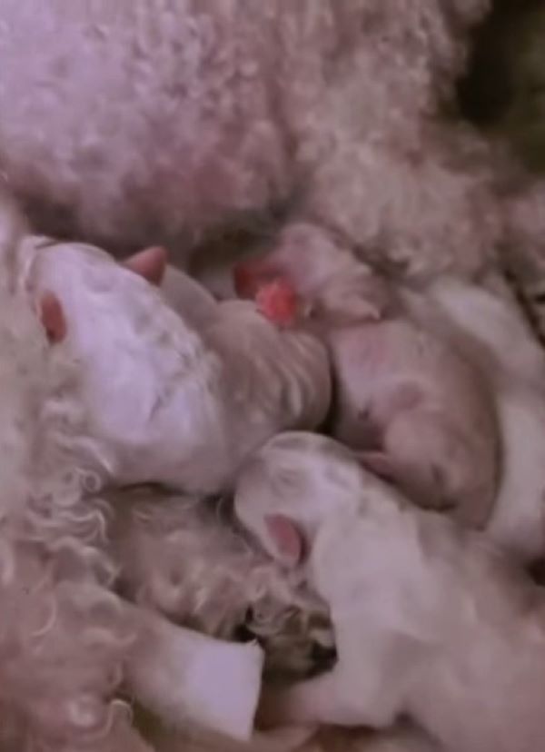 close-up photo of newborn puppies
