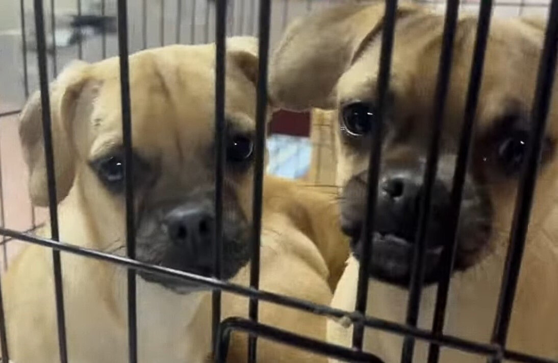 close-up photo of two pug puppies in a kennel
