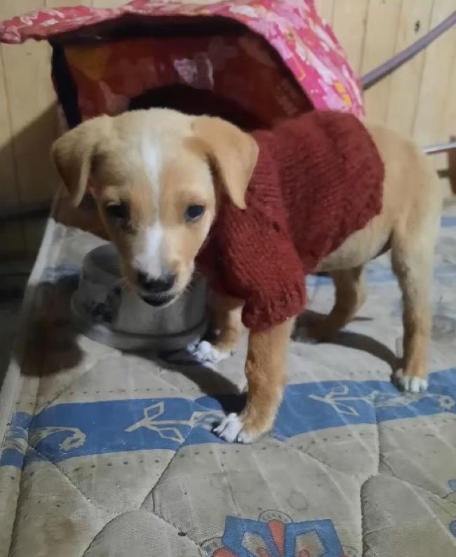 cute brown puppy with red sweater