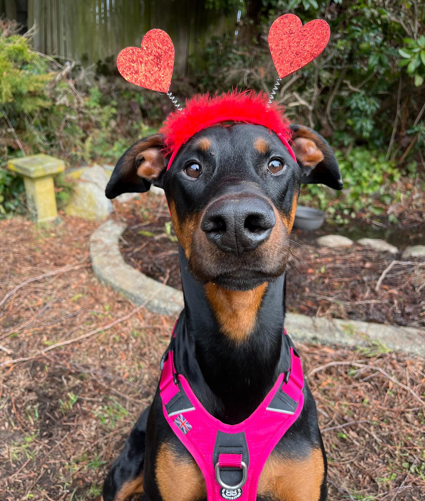 cute dog with heart headband