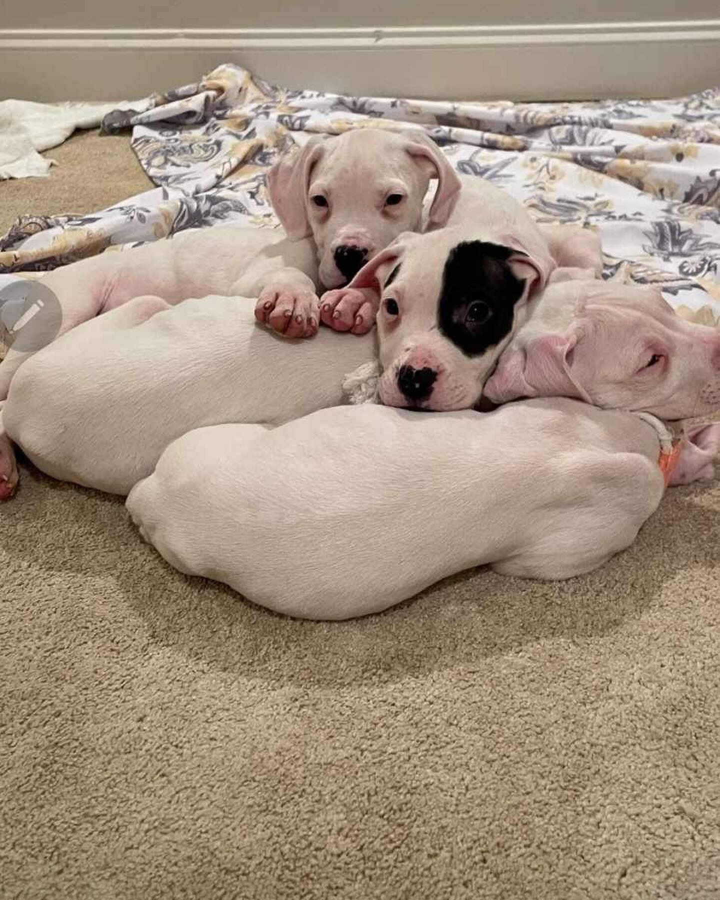 cute puppies on the floor