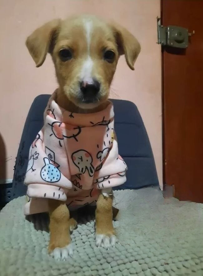 cute puppy with cute shirt