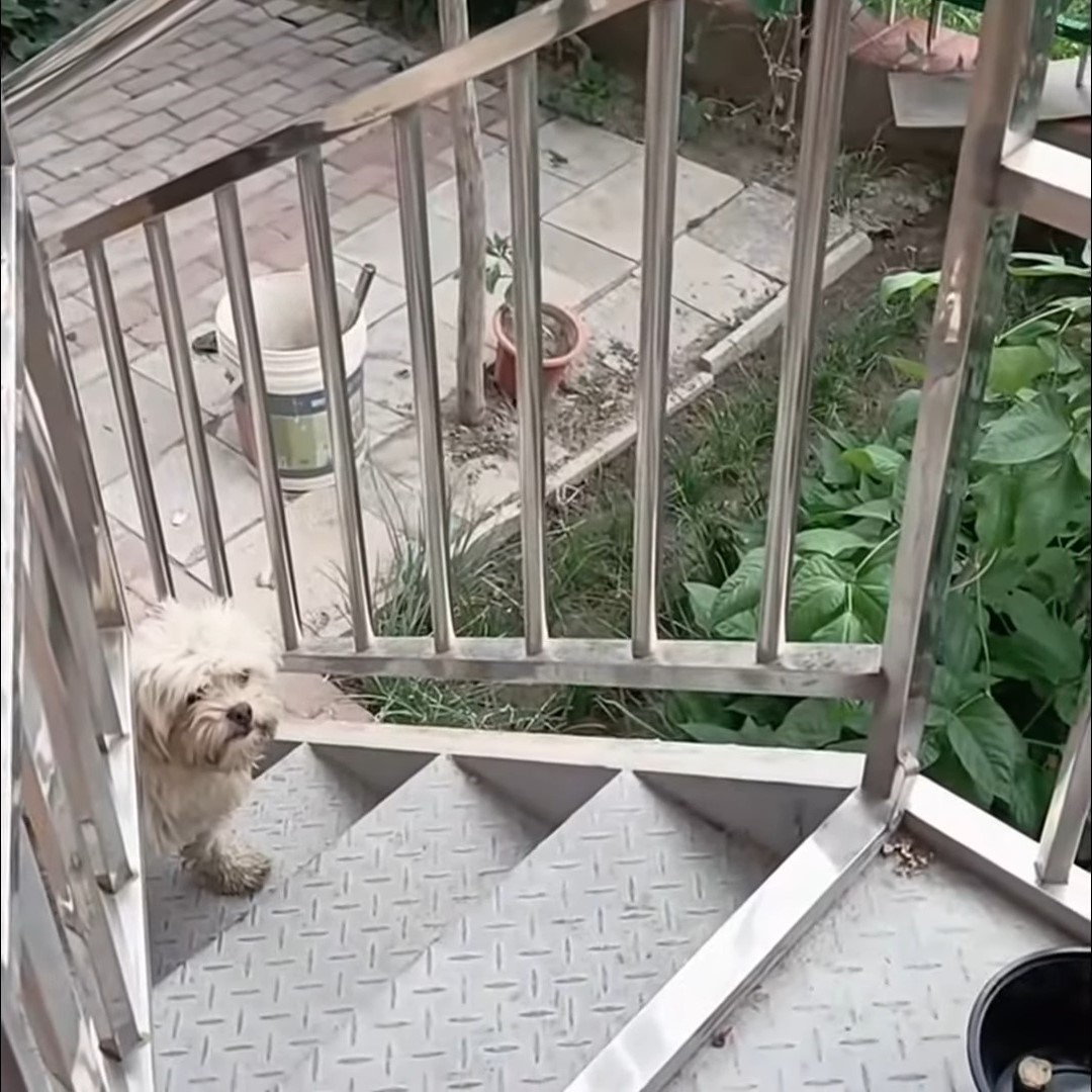 dog climbing a stairs