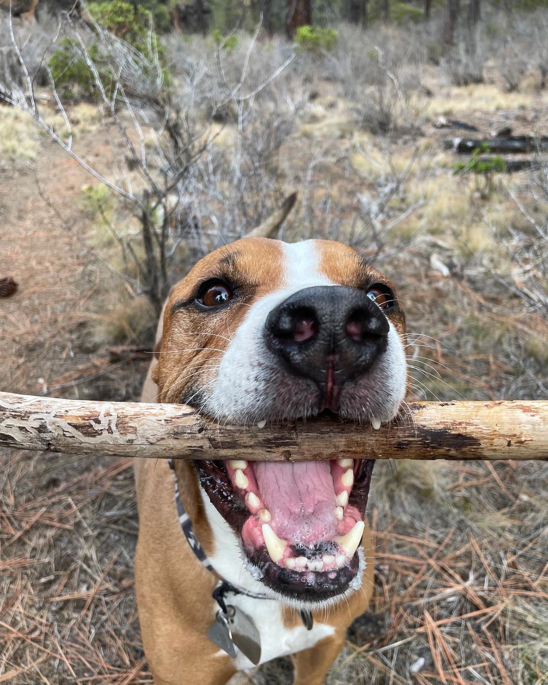 dog holding a stick in his mouth