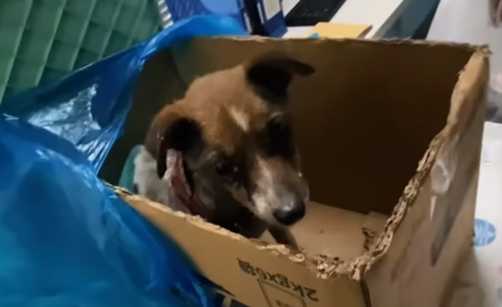 dog in a cardboard box