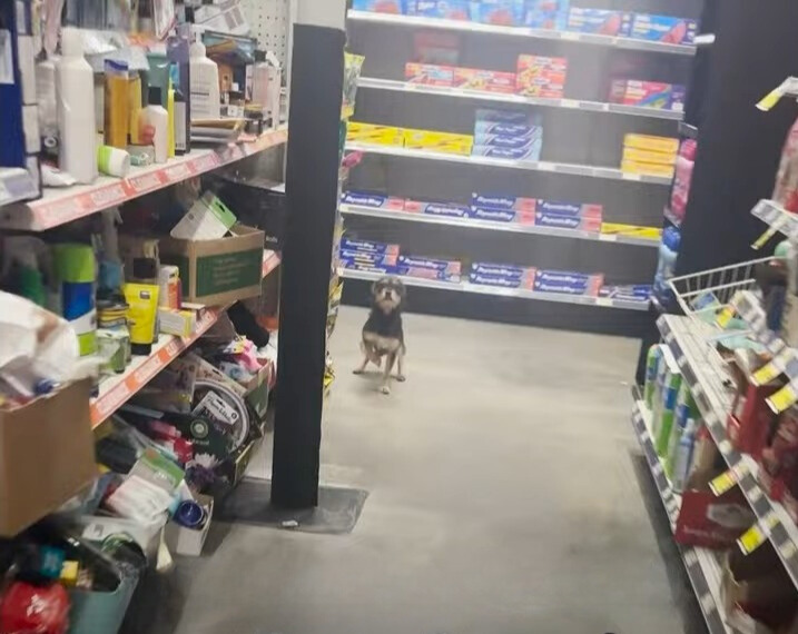 dog in the store