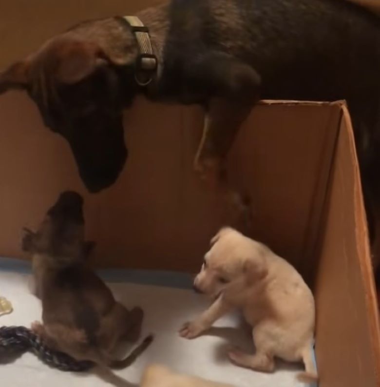 dog looking at puppies in a box