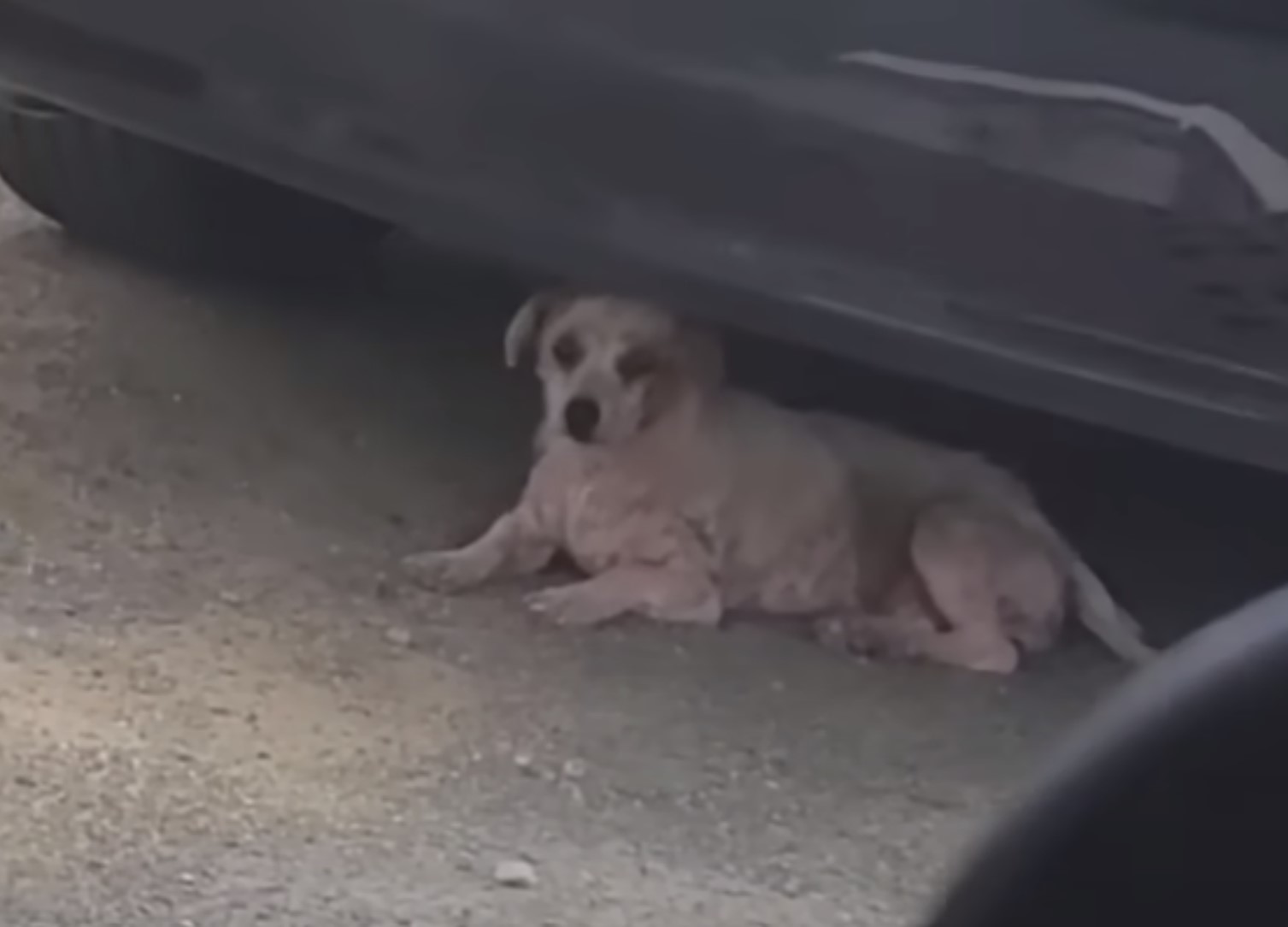 dog lying underneath a car