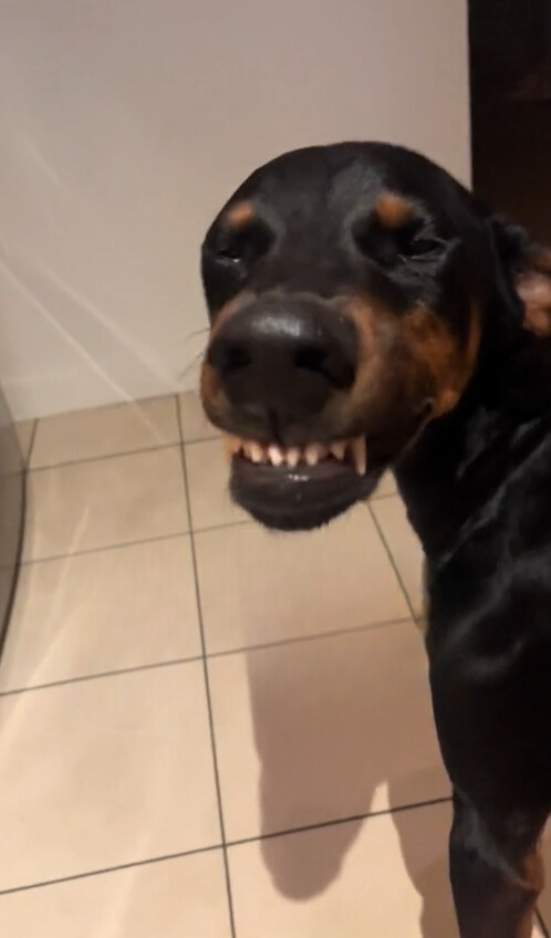 dog showing teeths
