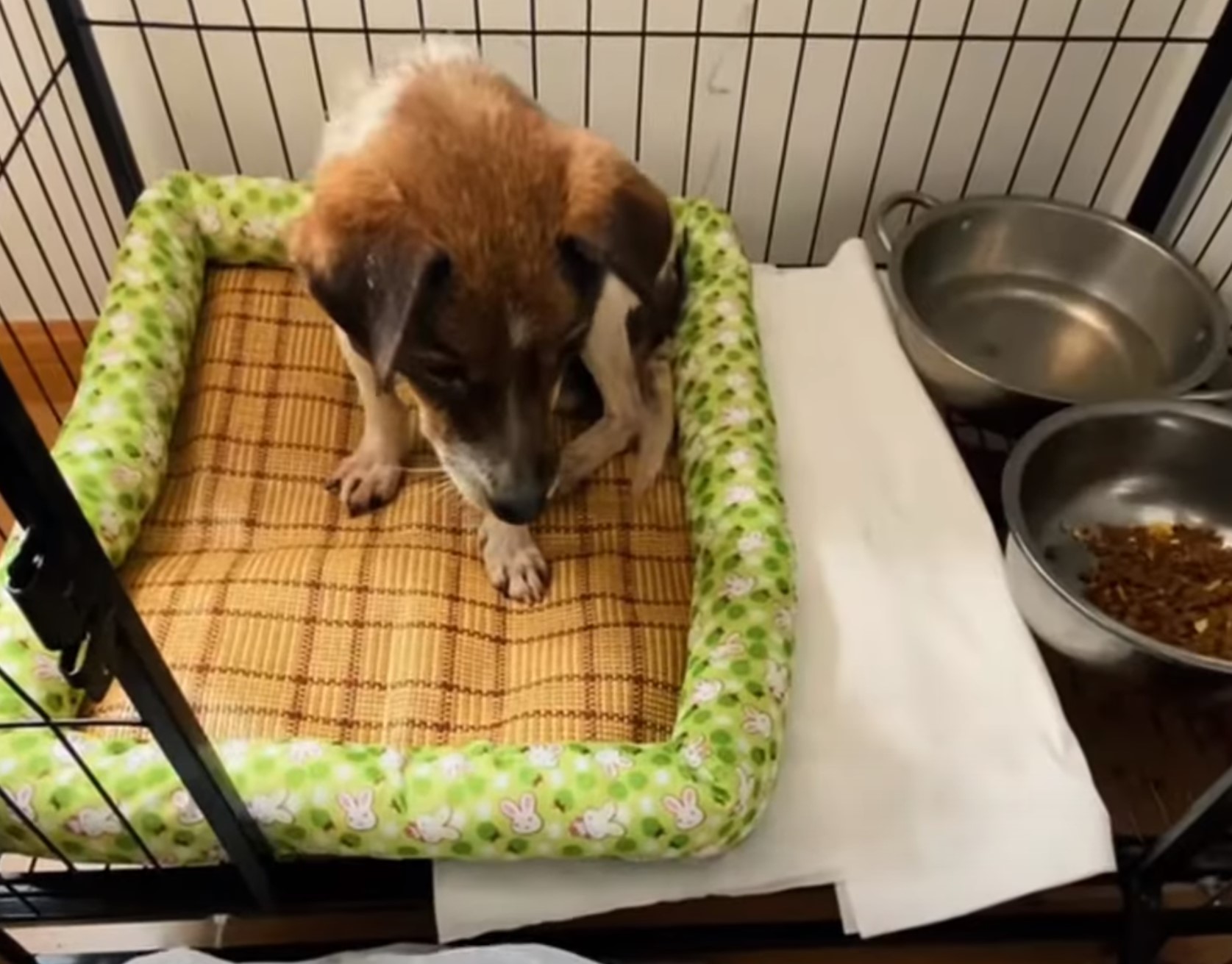 dog sitting in a kennel