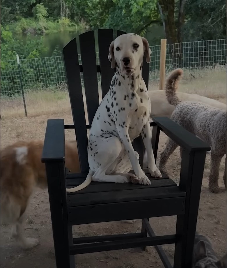 dog sitting in chair surrounded by other dogs