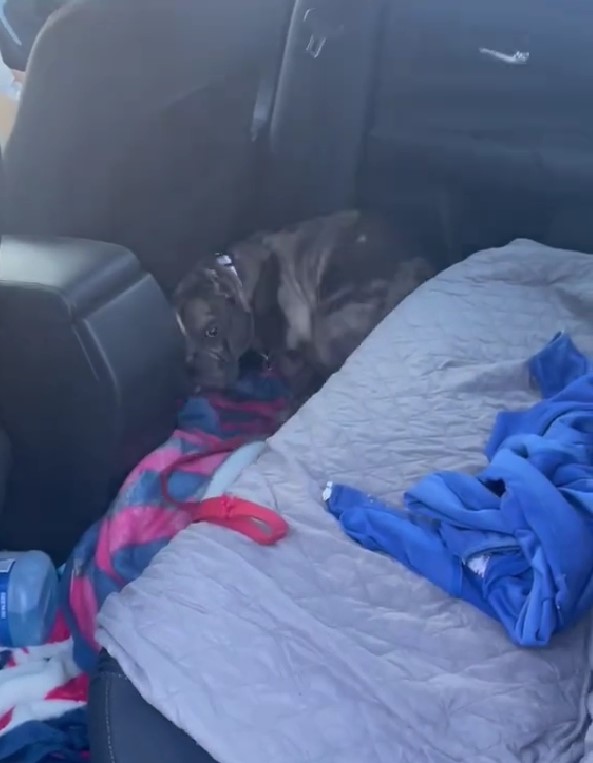 dog sleeping in the car