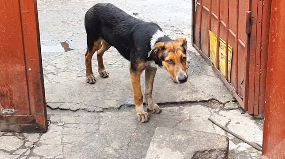 dog standing on a concrete