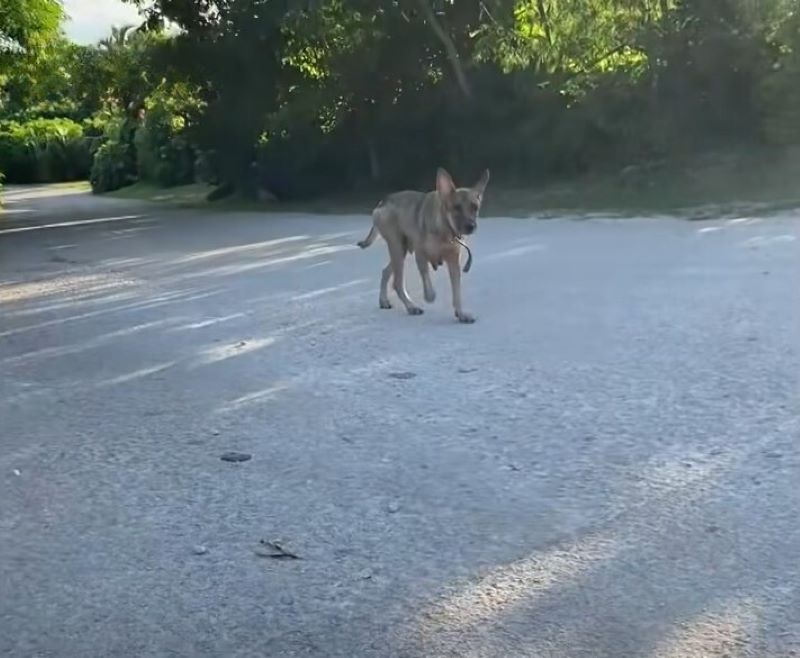 dog walking on the road