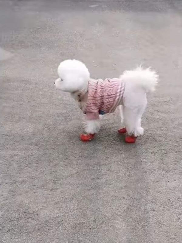 dog wearing clothes outside