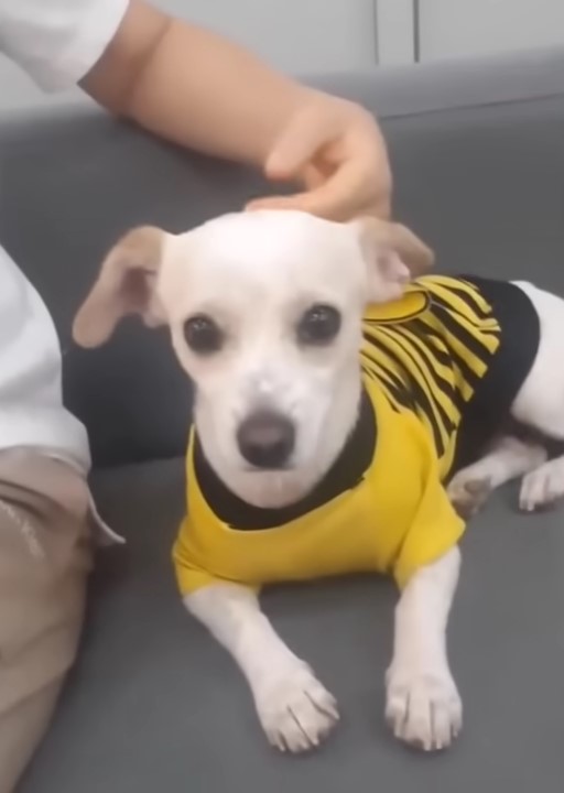 dog wearing yellow and black shirt