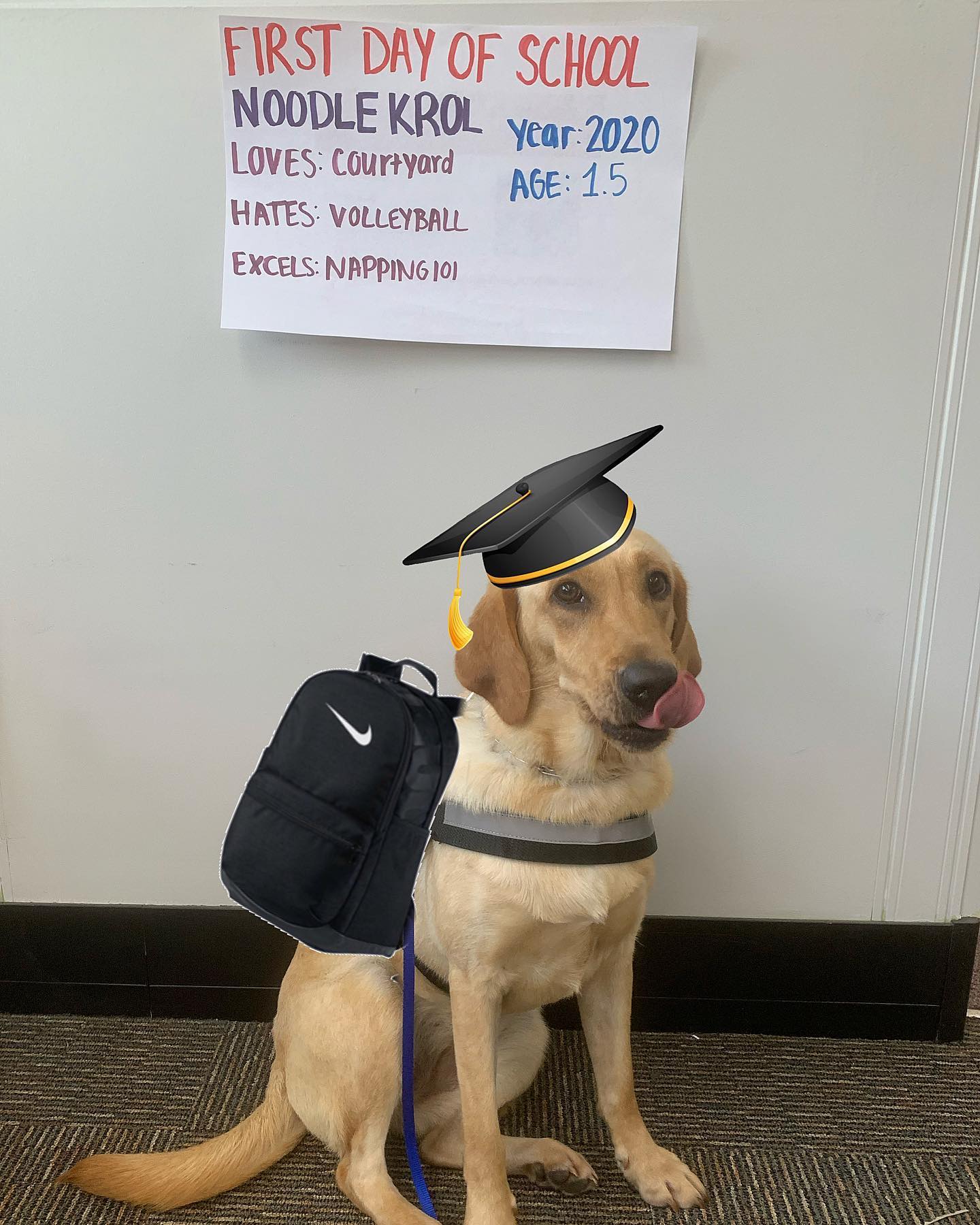 dog with degree in school