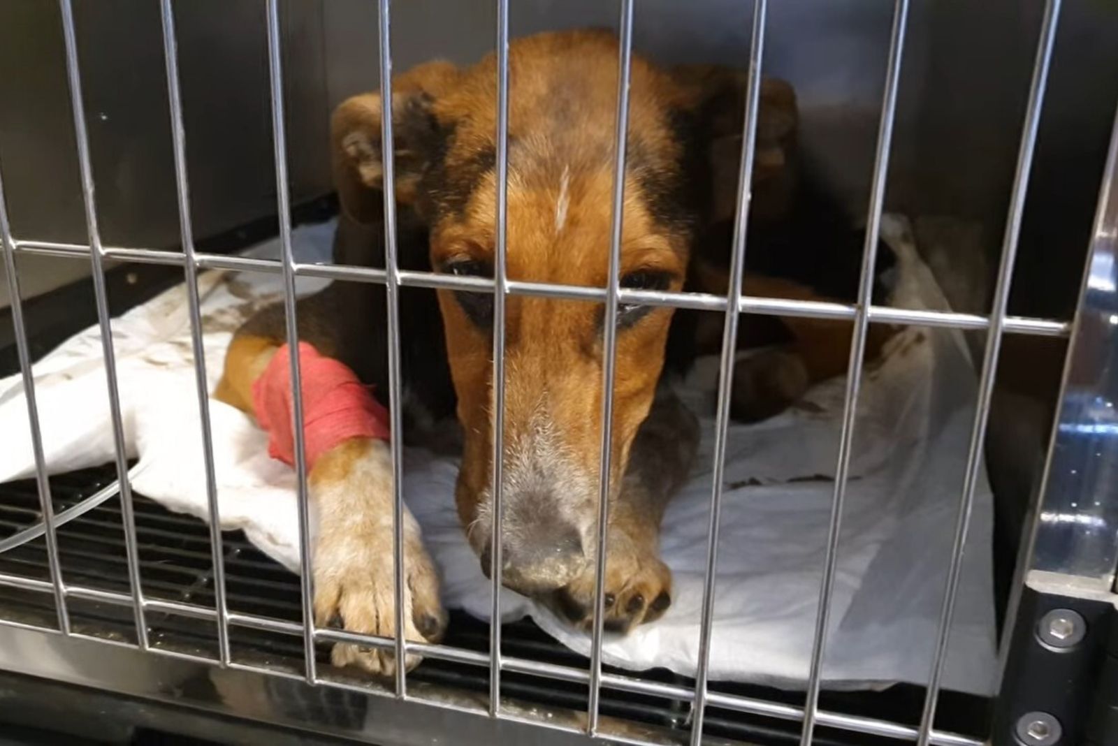 dog with injured leg laying in the cage