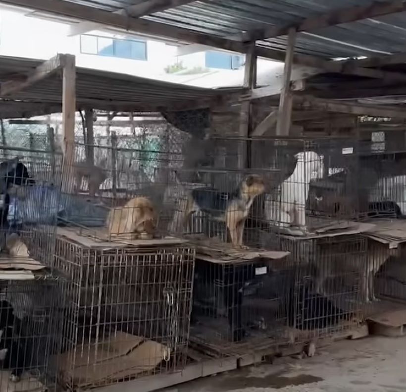 dogs in captivity