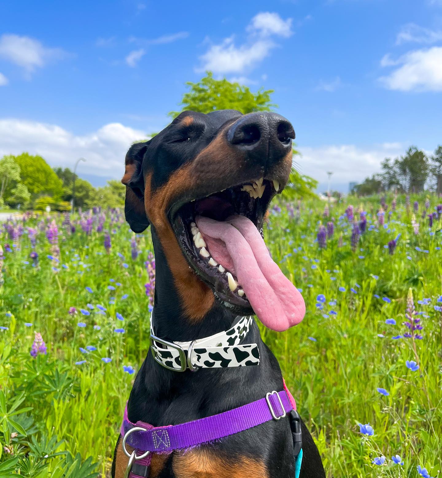 funny dog in the flower field