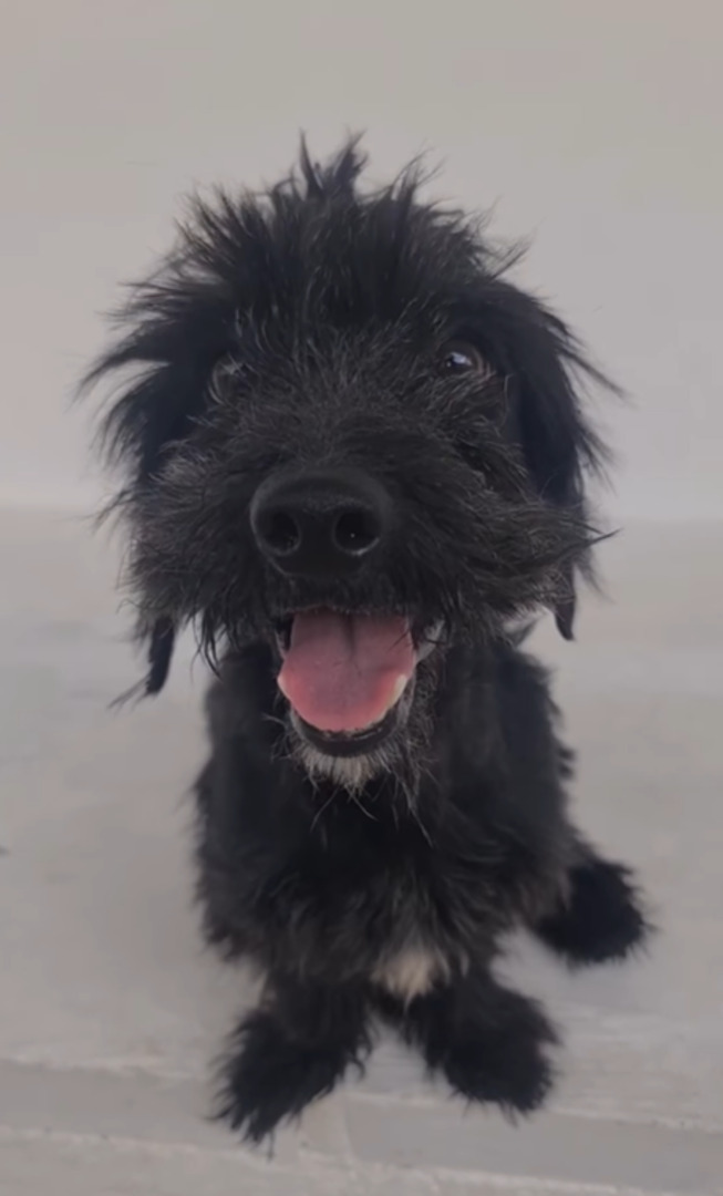 happy black dog