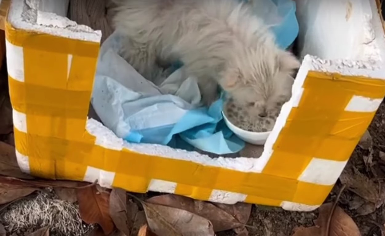 hungry puppy eating