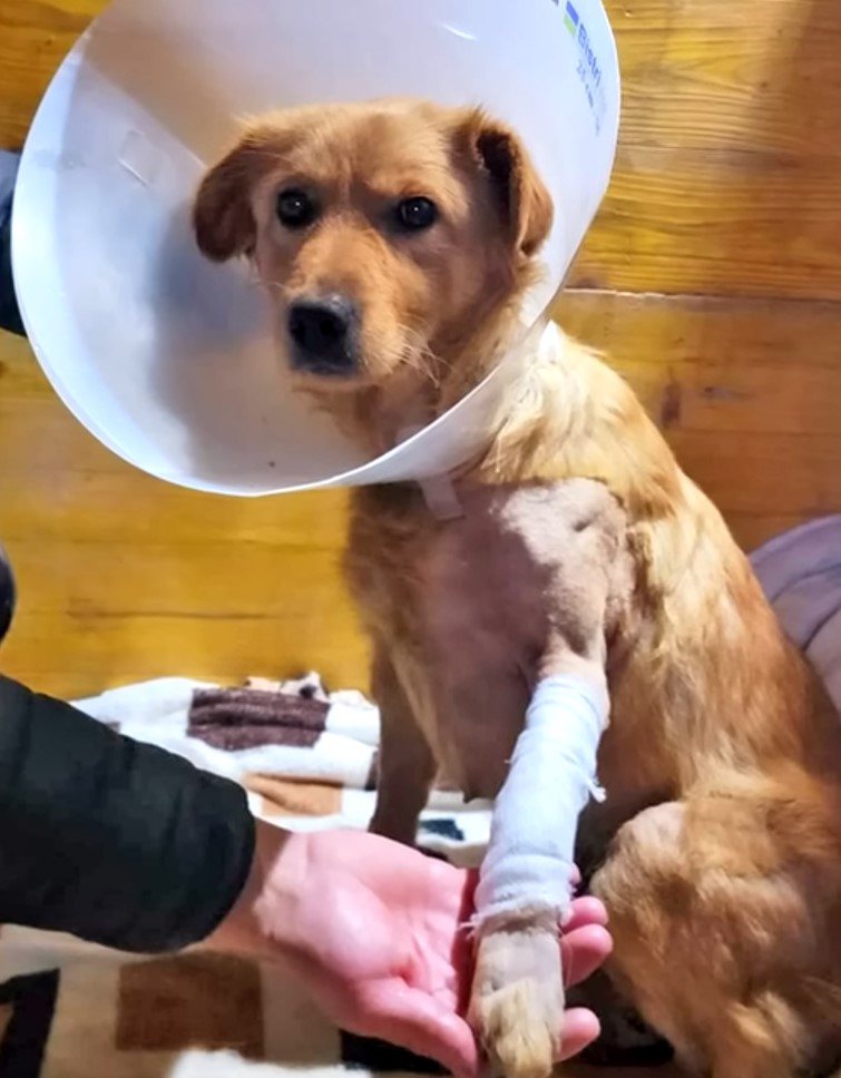 injured brown stray dog