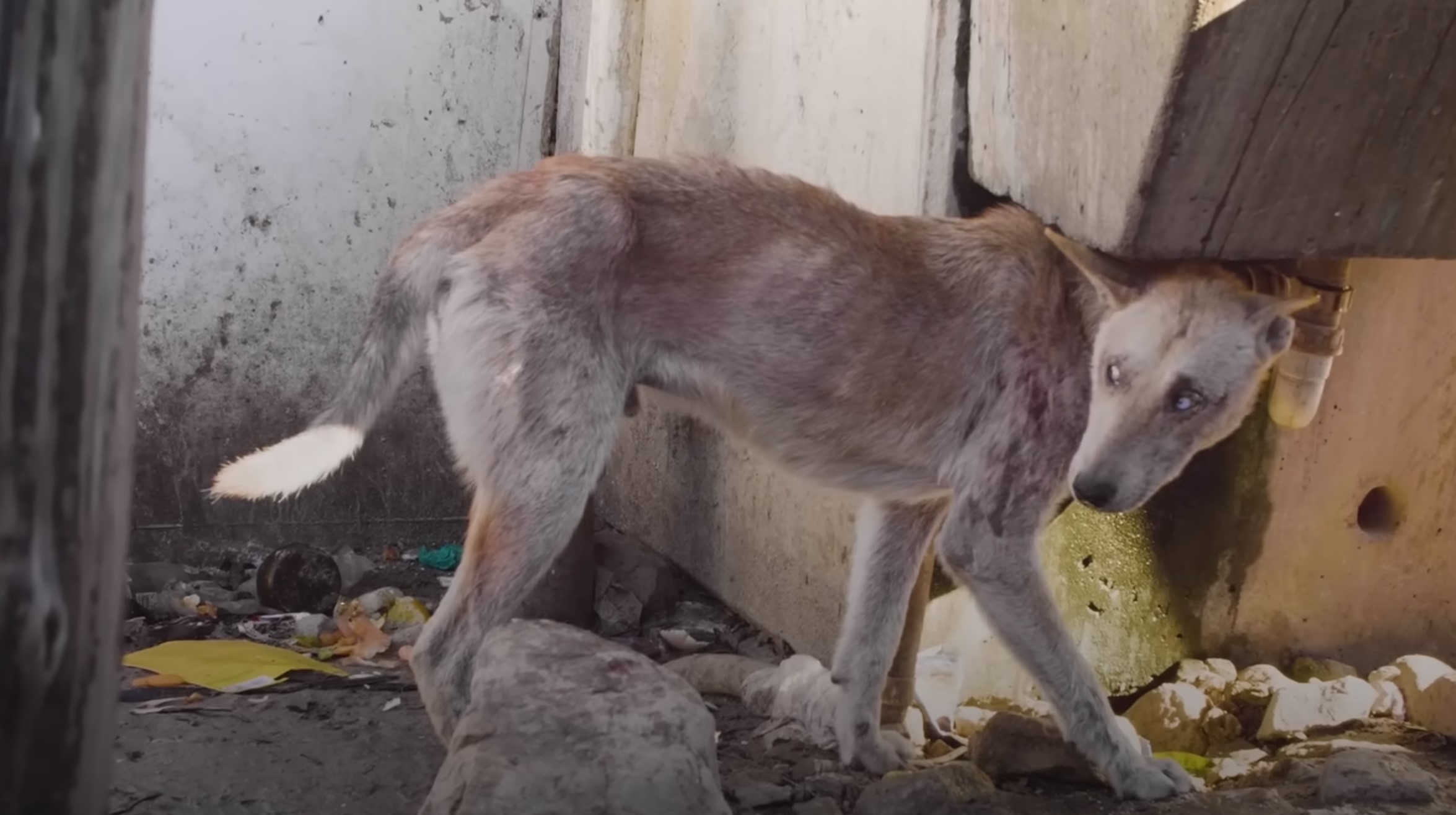 malnourished abandoned dog