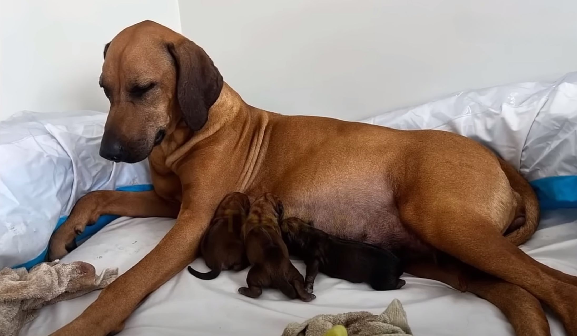 mama dog nursing puppies