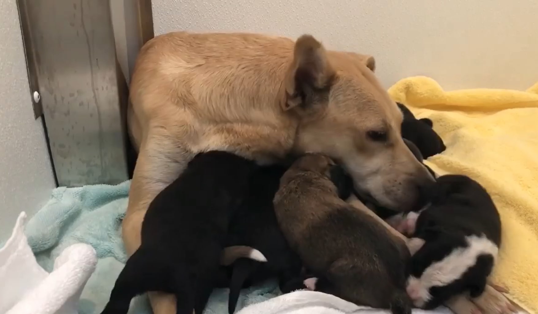 mother dog and her black puppies