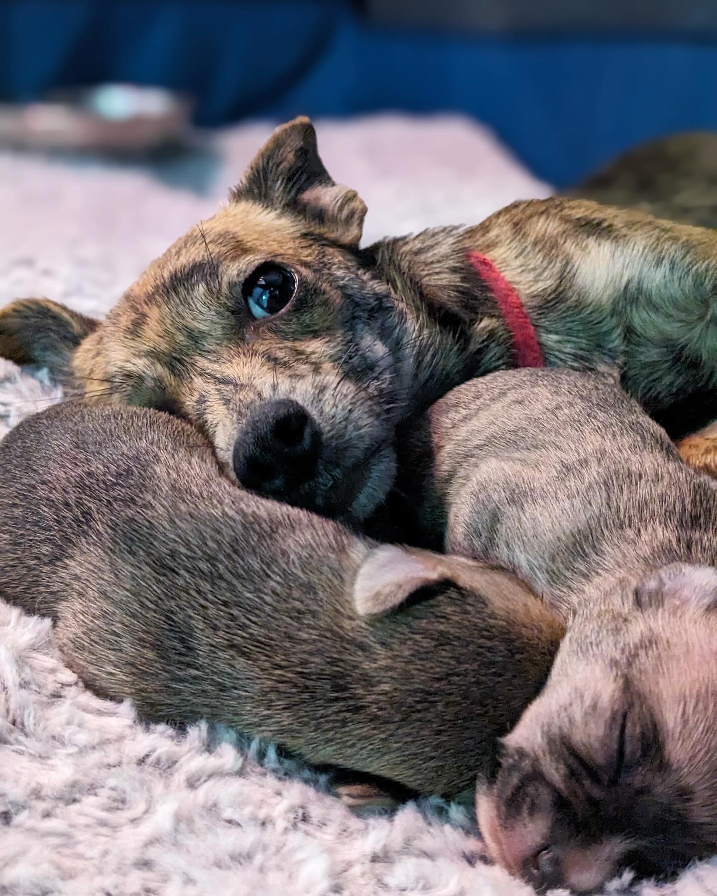 mother dog laying down with puppies