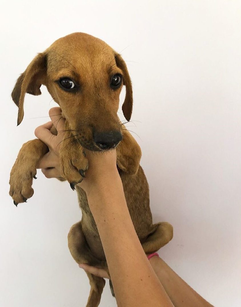 owner holding a cute brown dog