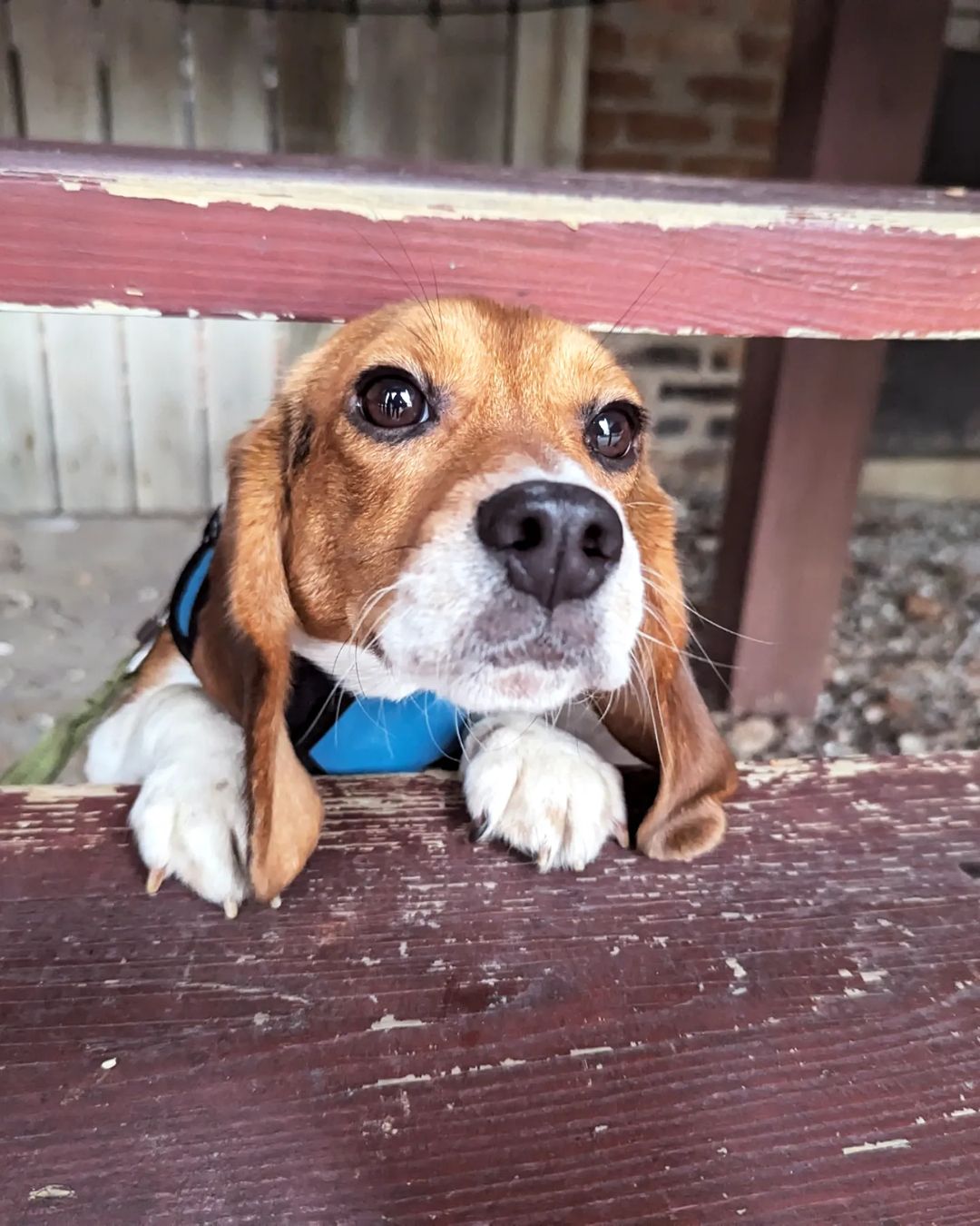 photo of beagle looking over wooden fence