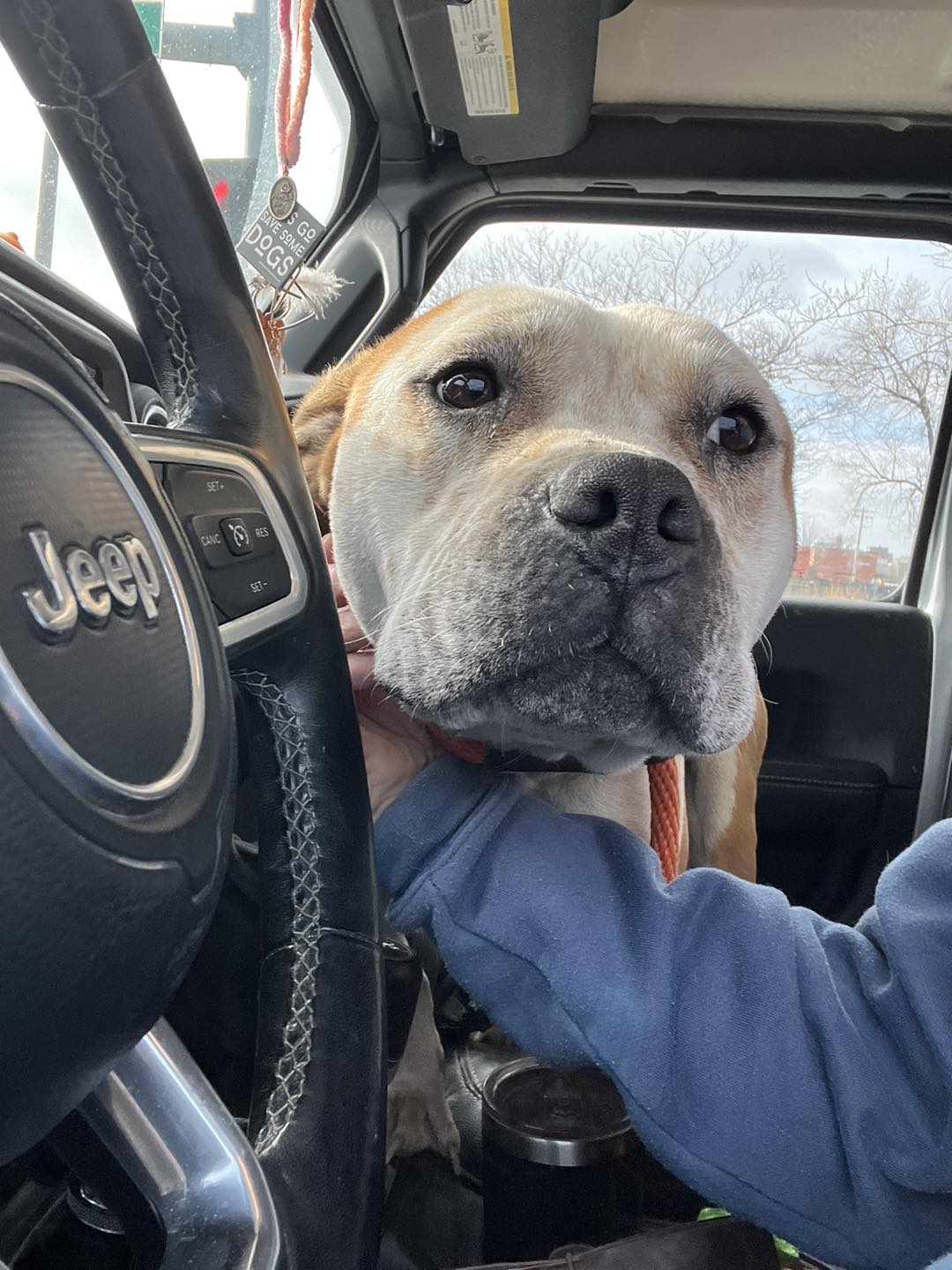 photo of dog in the car