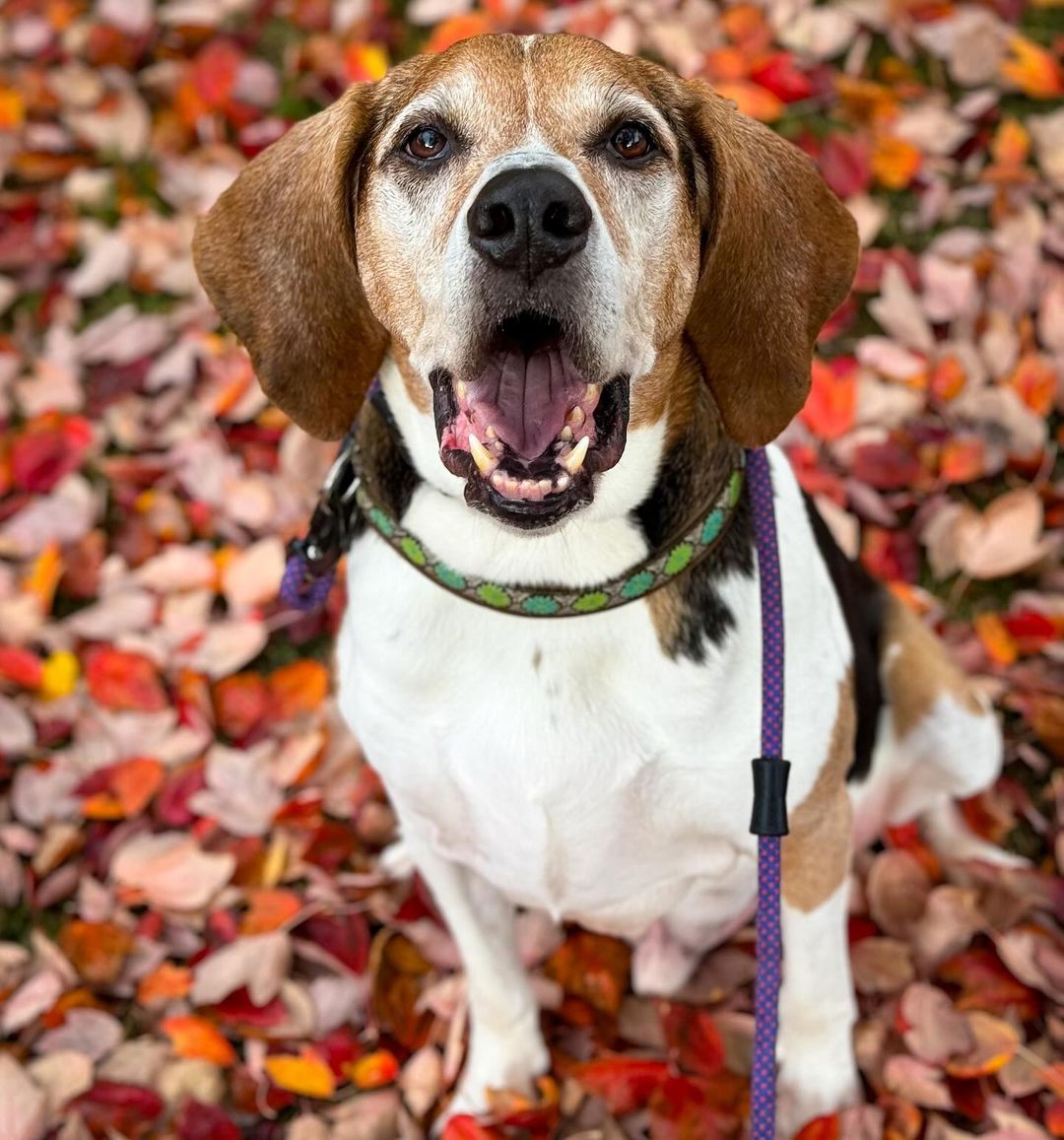 photo of senior dog sitting on leaves