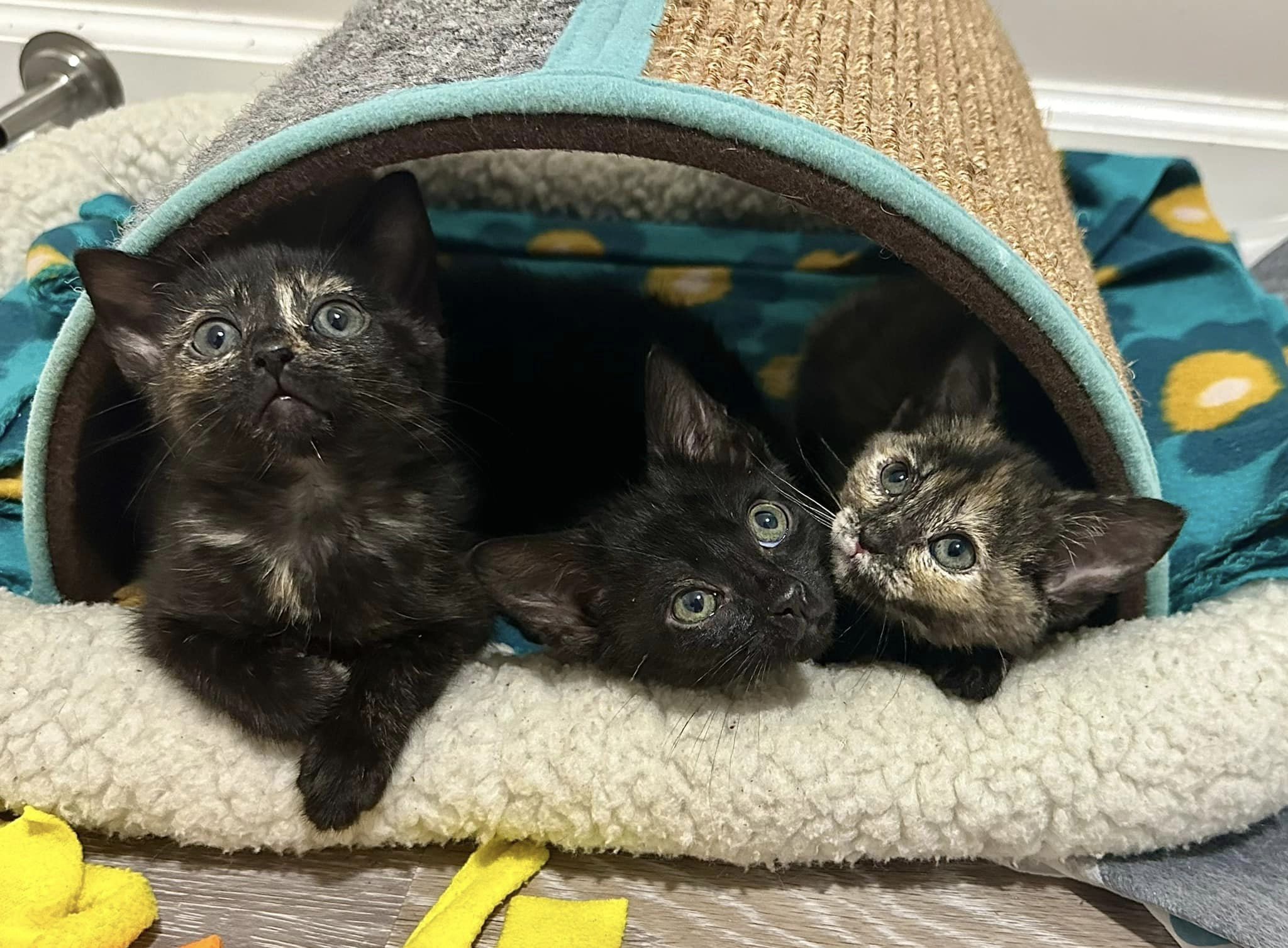 photo of three black kittens lying
