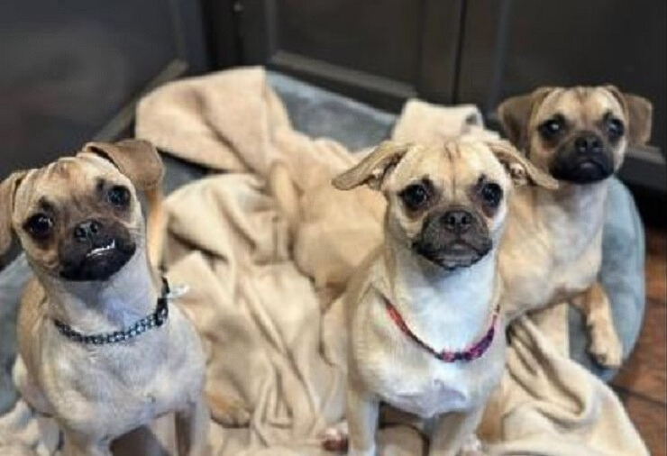 photo of three pug puppies