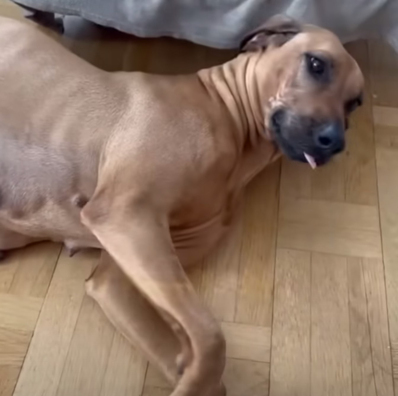 pregnant dog lying