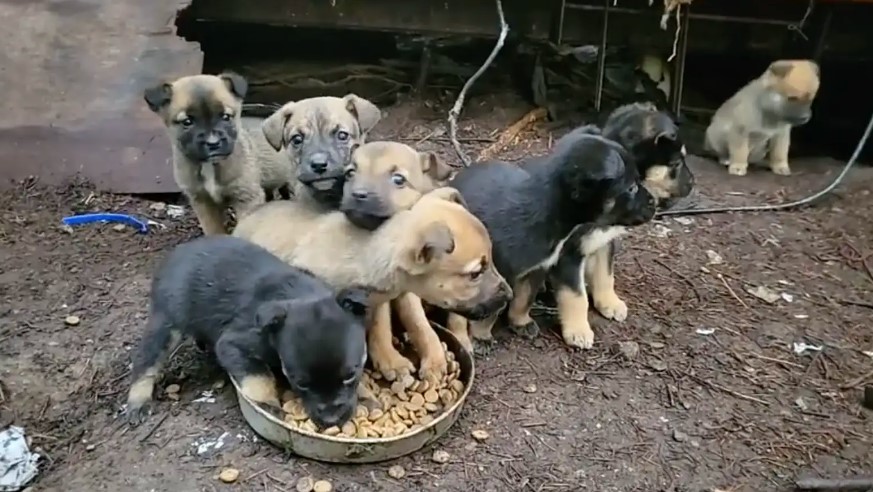 puppies around food bowl