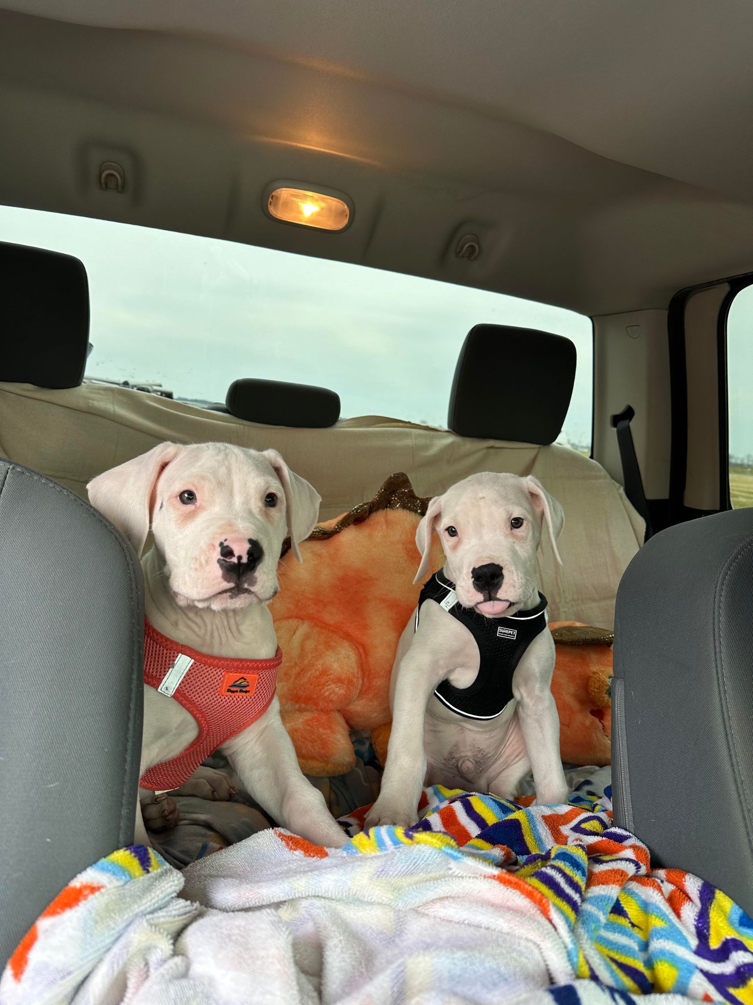 puppies in the car