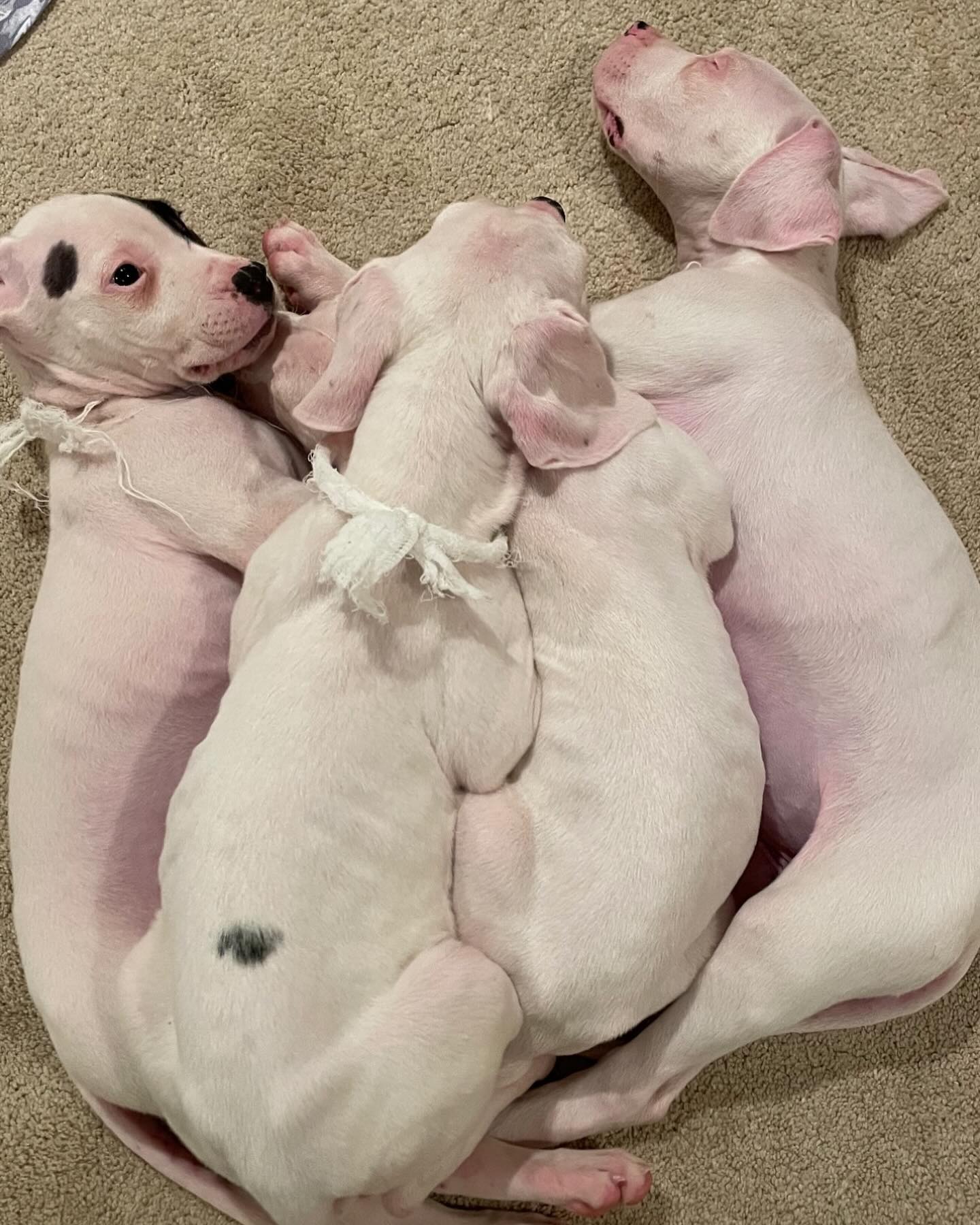 puppies lying together