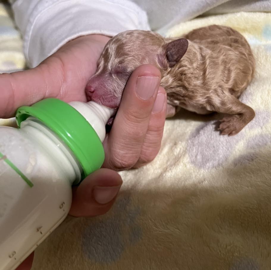 puppy fed with a bottle