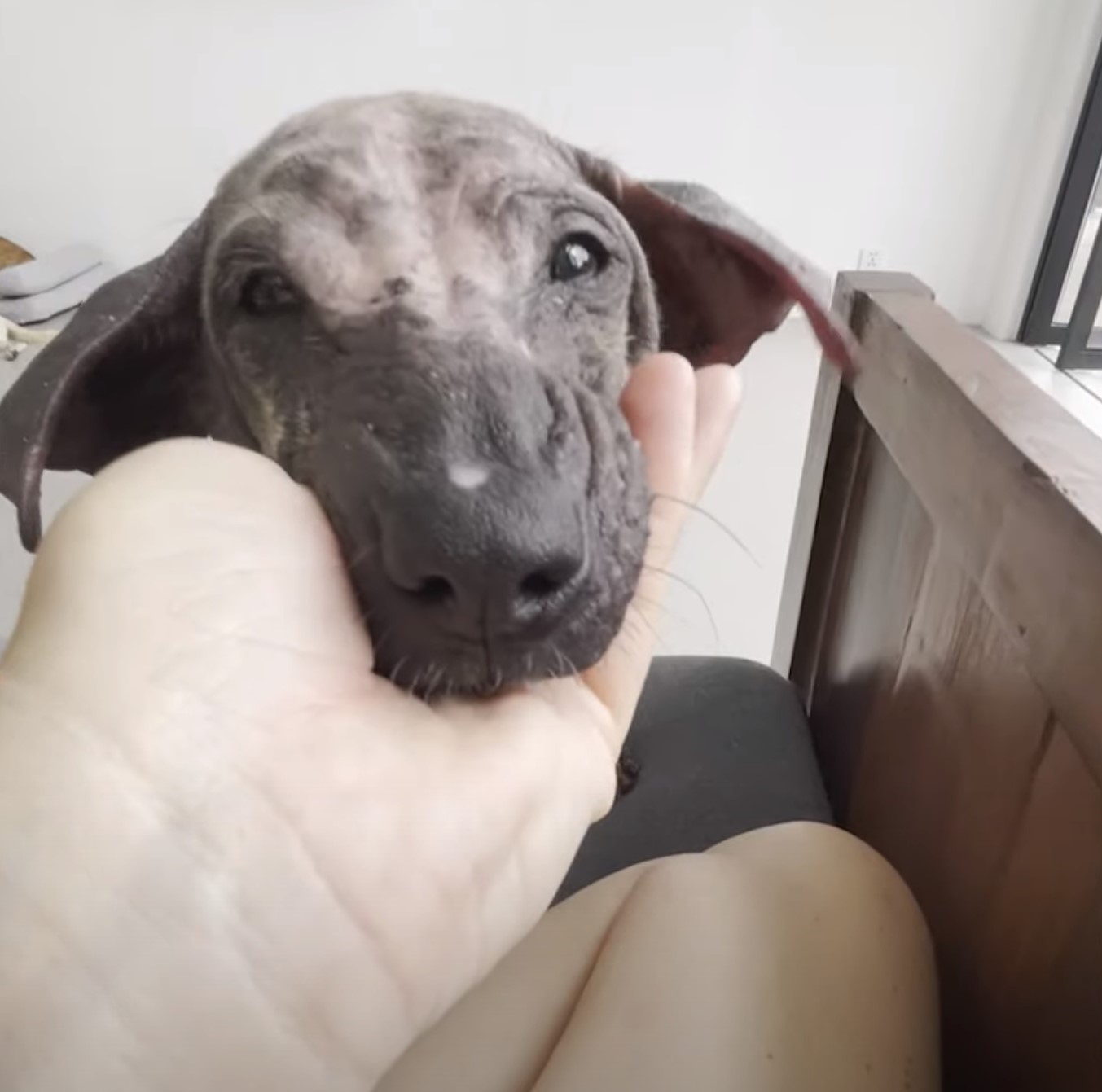 person holding a puppy's head in a hand
