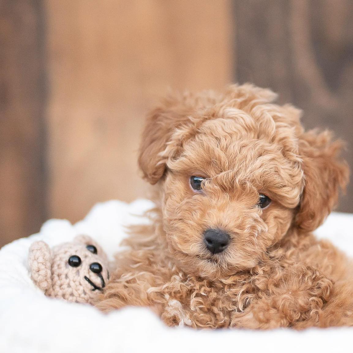 puppy with a teddy bear