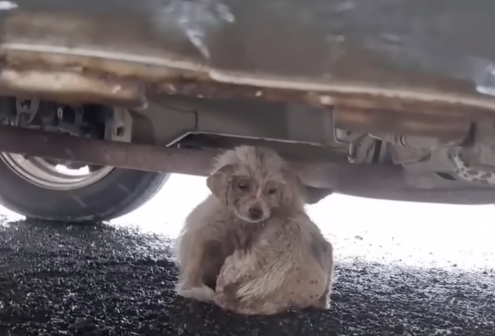 scared puppy underneath a car