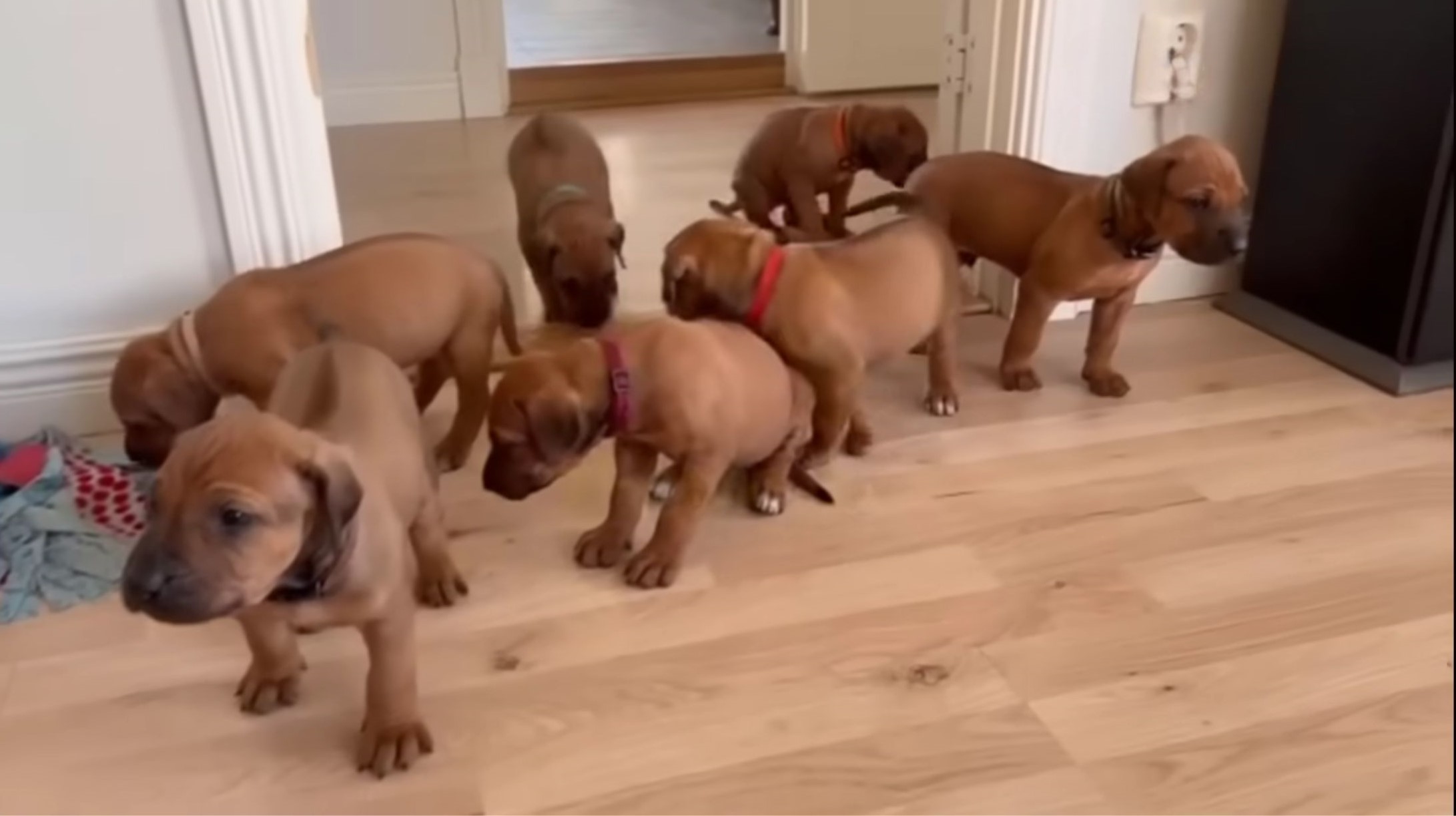 seven puppies indoors
