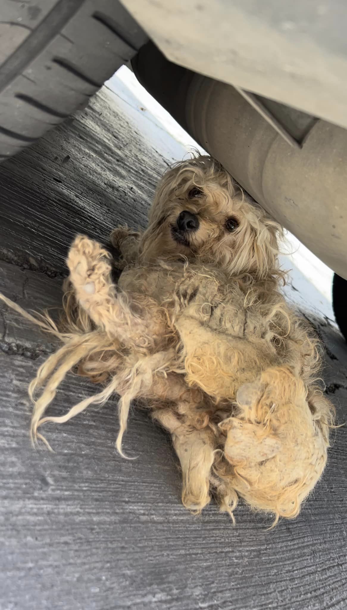 severely matted and injured dog