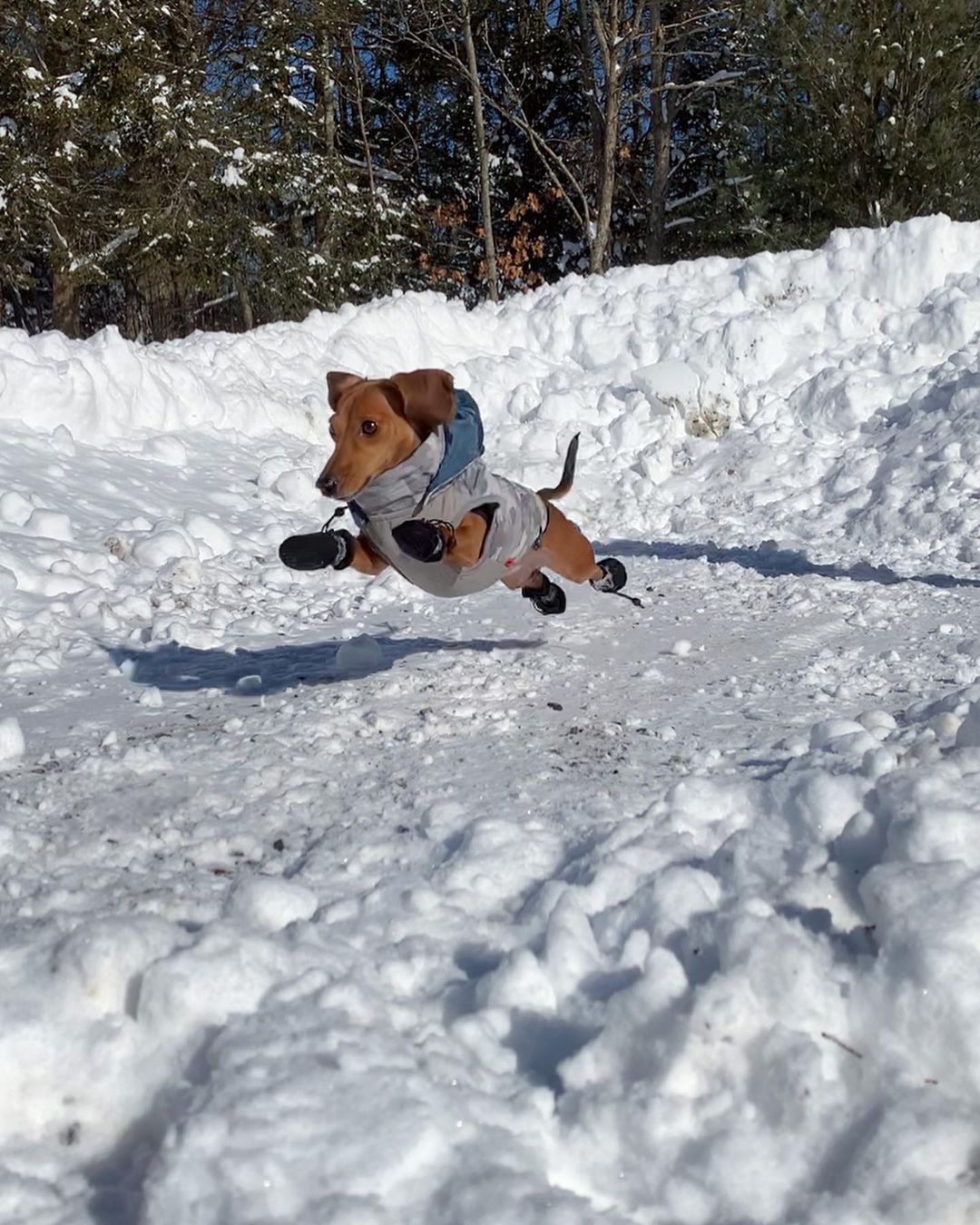 small dog jumping on snow