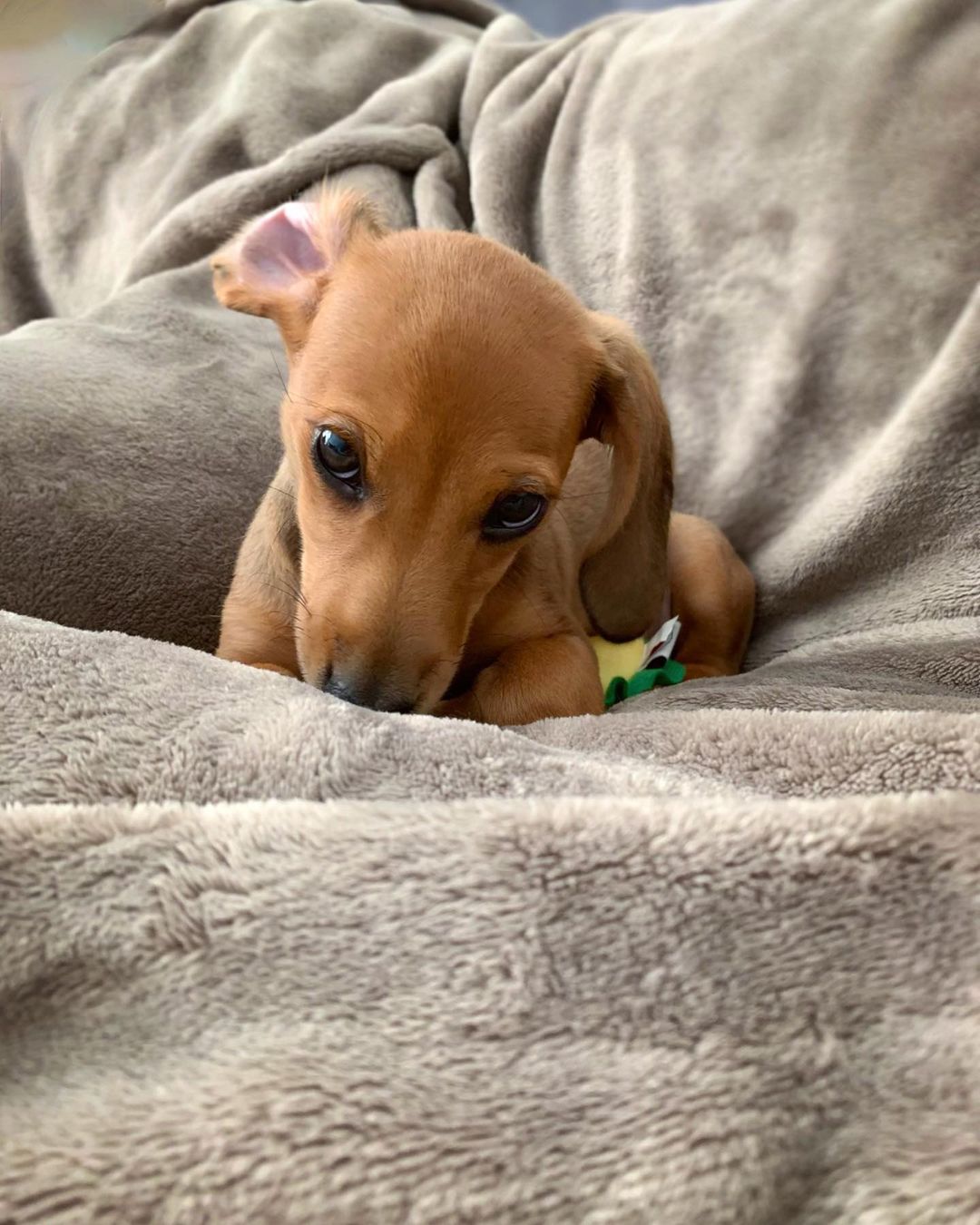 small dog lying on gray blanket
